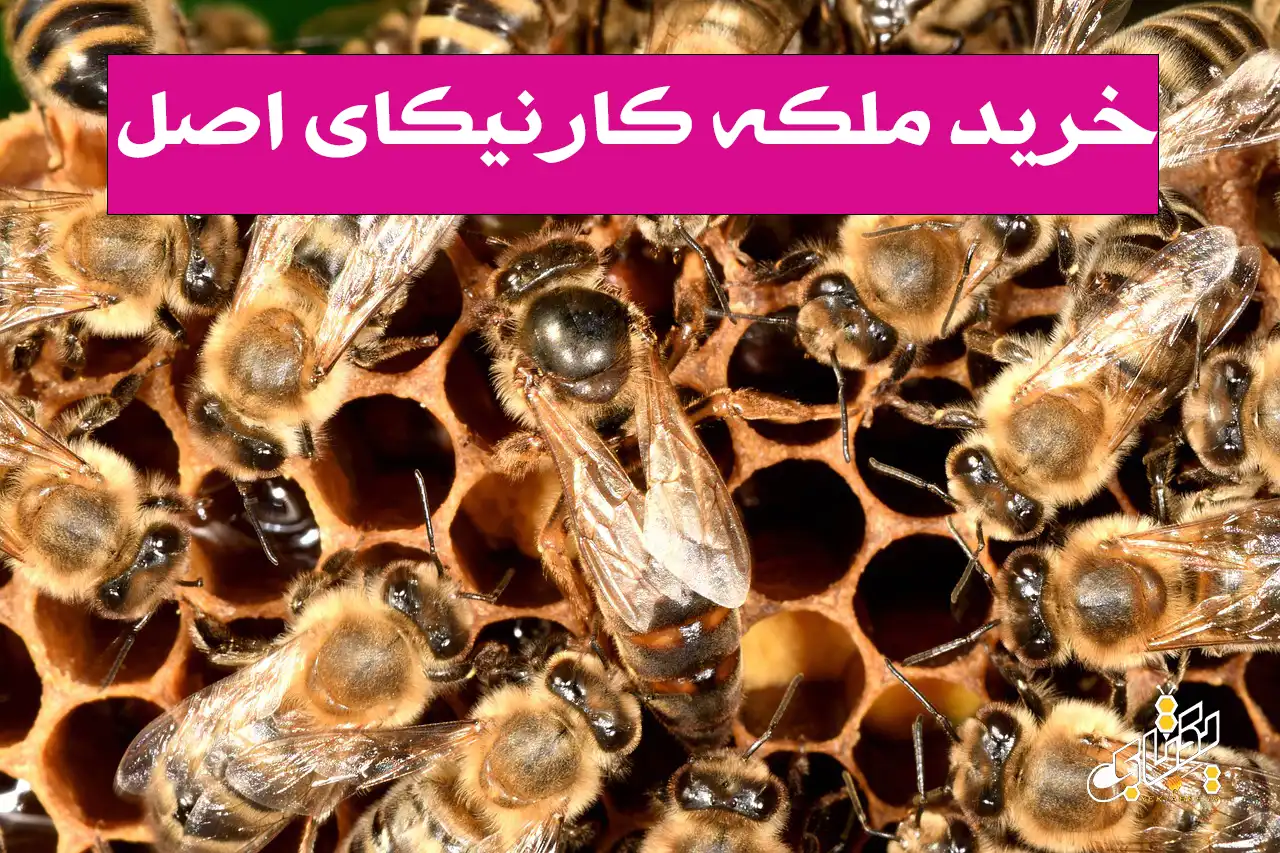 قیمت خرید ملکه کارنیکای زنبورعسل 1 خرید ملکه کارنیکای زنبورعسل