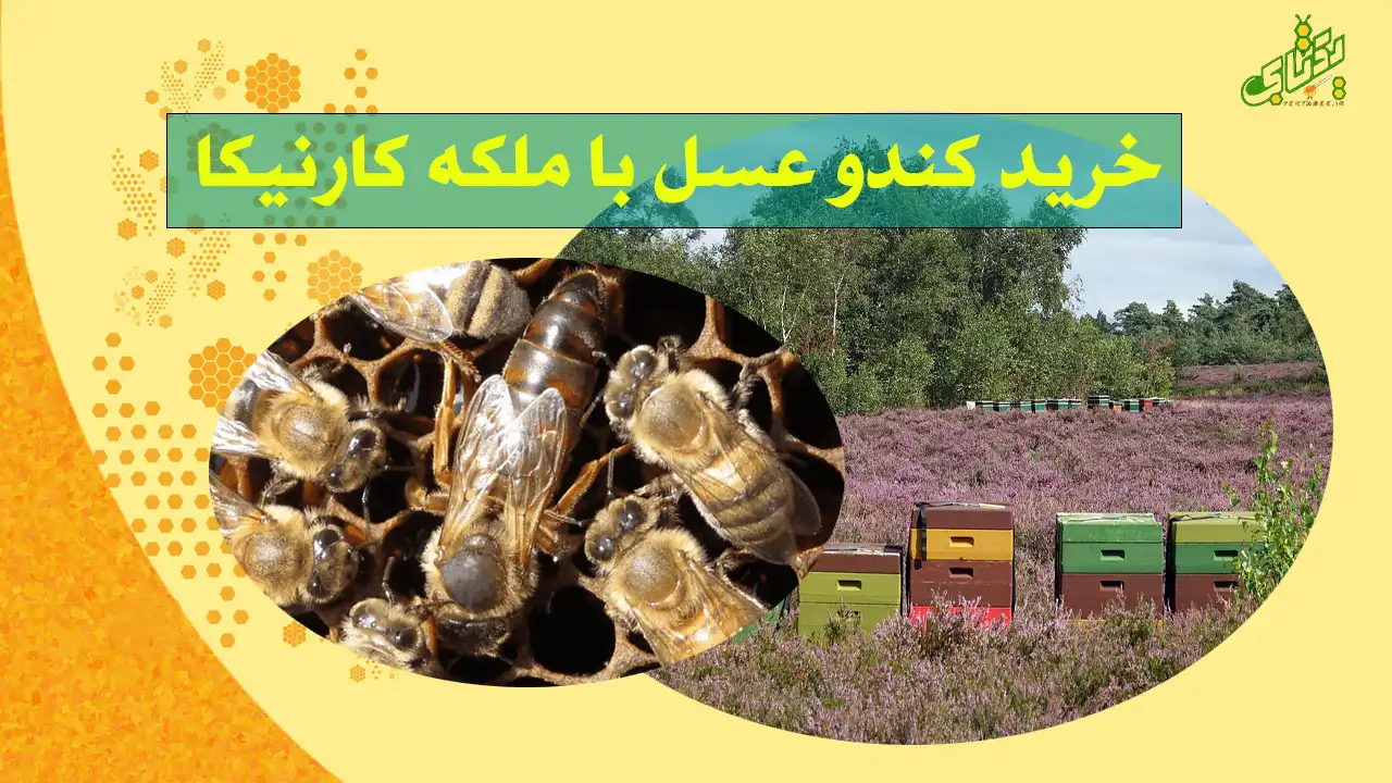 قیمت ملکه کارنیکا اصل + راهنمای تشخیص و خرید 1 قیمت خرید کندو عسل با ملکه کارنیکا