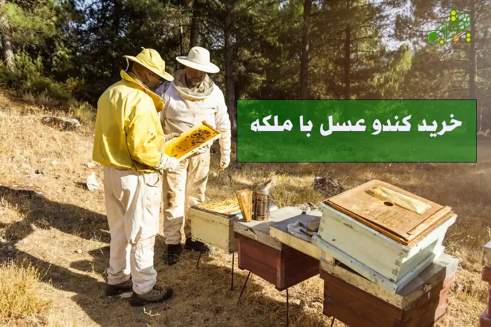 8 نکته مهم درباره قیمت و خرید کندو عسل با ملکه 1 خرید کندو عسل با ملکه