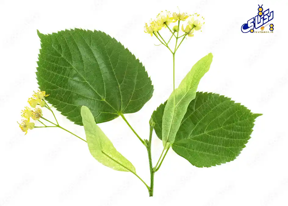 خواص عسل نمدار جنگلی و قیمت خرید 3 خواص عسل درخت نمدار جنگلی