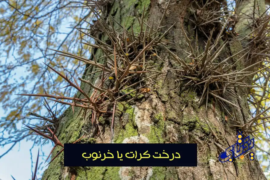 واقعیت های تلخ درباره عسل جنگلی + معرفی عسل خرنوب 2 درخت خرنوب