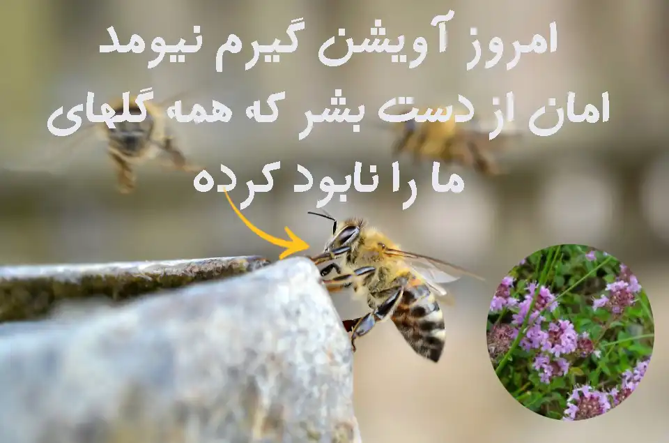 خرید عسل آویشن کوهستان مستقیم از زنبوردار 6 عسل آویشن کوهی
