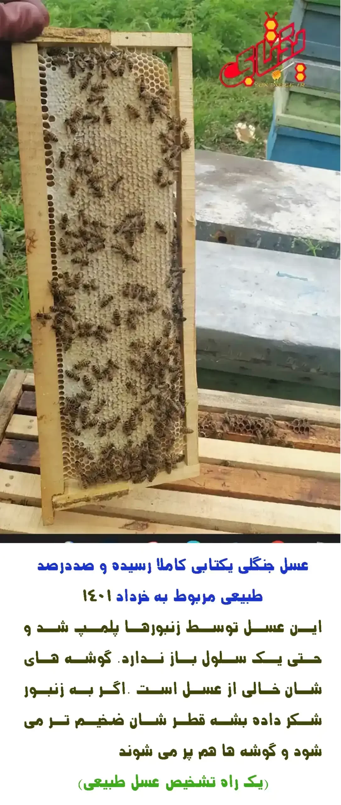 واقعیت های تلخ درباره عسل جنگلی + معرفی عسل خرنوب 3 عسل جنگل