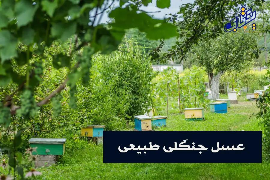 فرق عسل جنگلی و عسل وحشی + قیمت عسل جنگل 1 عسل جنگلی و عسل وحشی