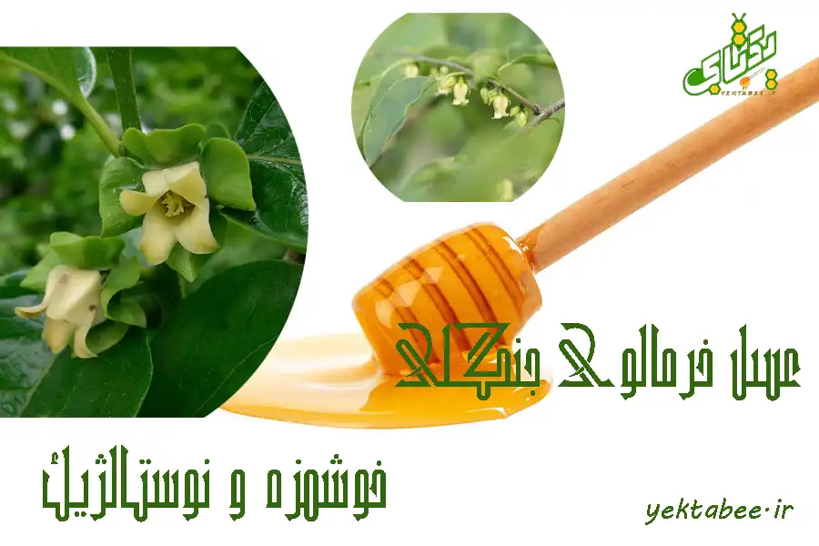 5 خواص عسل خرمالوی وحشی 1 خواص عسل خرمالو