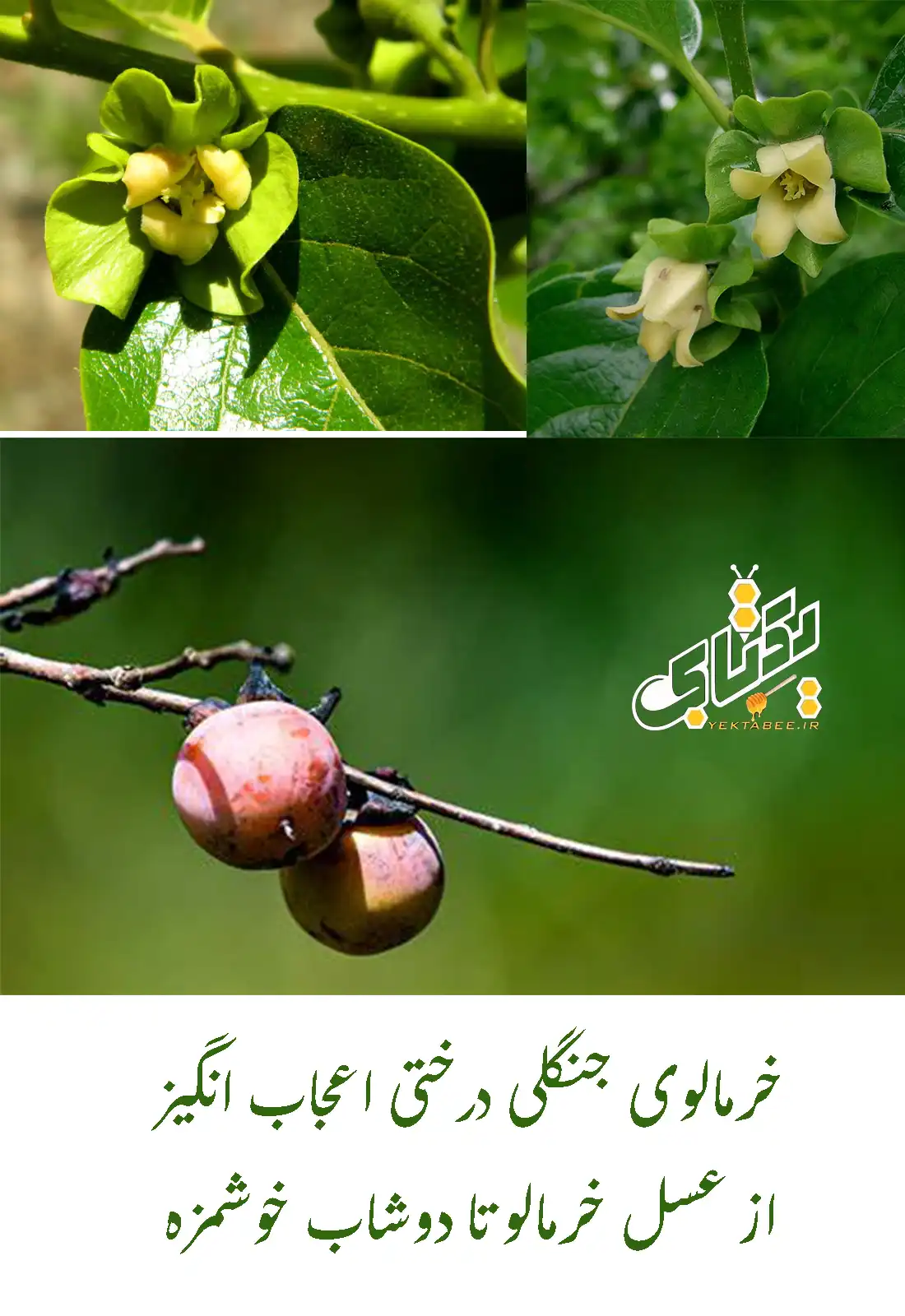 5 خواص عسل خرمالوی وحشی 3 عسل خرمالوی وحشی شمال