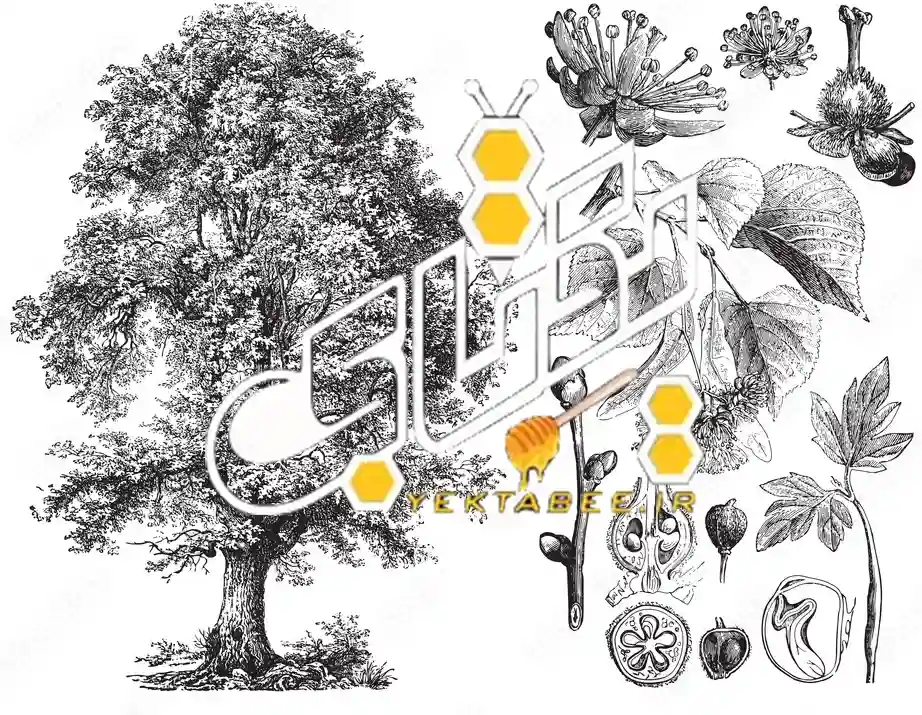 خواص عسل نمدار جنگلی و قیمت خرید 6 عسل طبیعی درخت نمدار مازندران