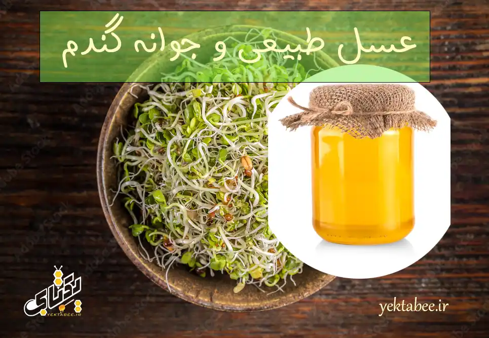 15 خواص عسل طبیعی و جوانه گندم برای سلامتی و پوست 1 عسل طبیعی و جوانه گندم