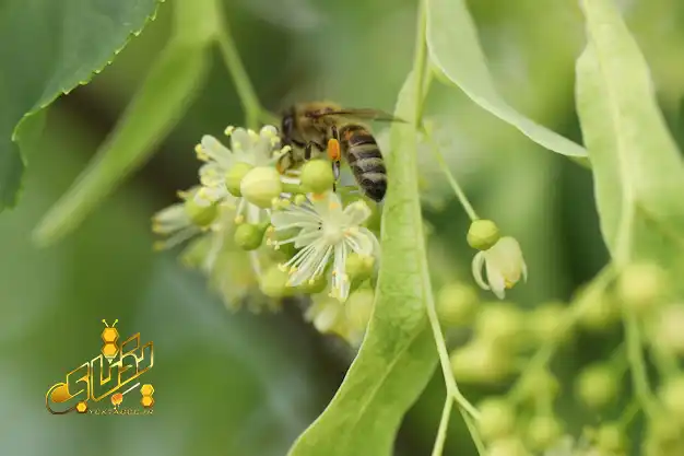 4 دلیل برای خرید عسل نمدار جنگلی 3 عسل نمدار جنگلی طبیعی