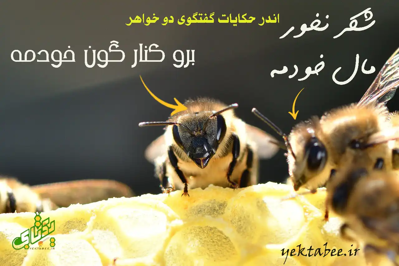 8 خواص عسل گون و راهنمای خرید عسل گون طبیعی 1 عسل گون