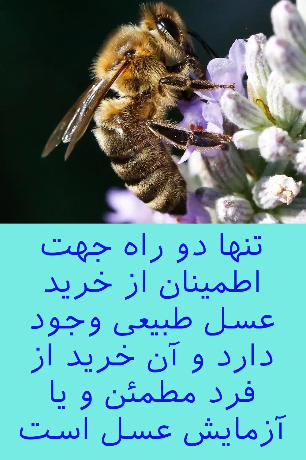 خرید عسل طبیعی با قیمت واقعی فقط از زنبوردار معتبر 7 قیمت خرید عسل طبیعی