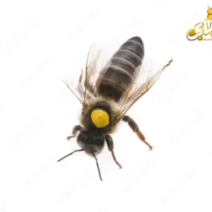 خرید ملکه کارنیکای اصل آلمانی