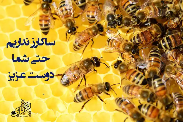 8 خواص عسل گون و راهنمای خرید عسل گون طبیعی 4 قیمت عسل گون