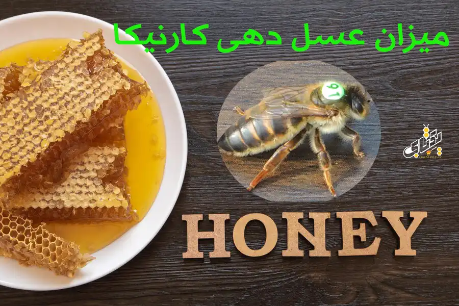 مقایسه میزان عسل دهی کارنیکا با بقیه نژادهای زنبورعسل 1 میزان عسل دهی کارنیکا