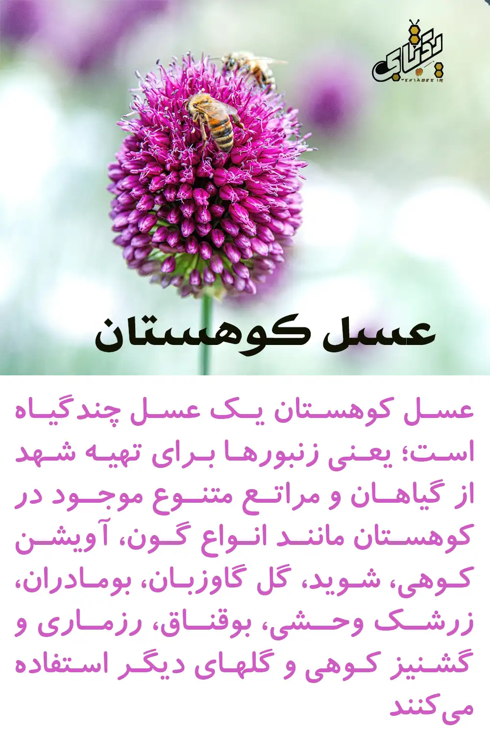 قیمت خرید عسل آویشن کوهی 4 ویژگیهای عسل طبیعی آویشن کوهستان