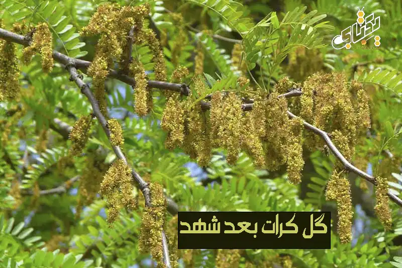واقعیت های تلخ درباره عسل جنگلی + معرفی عسل خرنوب 4 گل درخت کرات