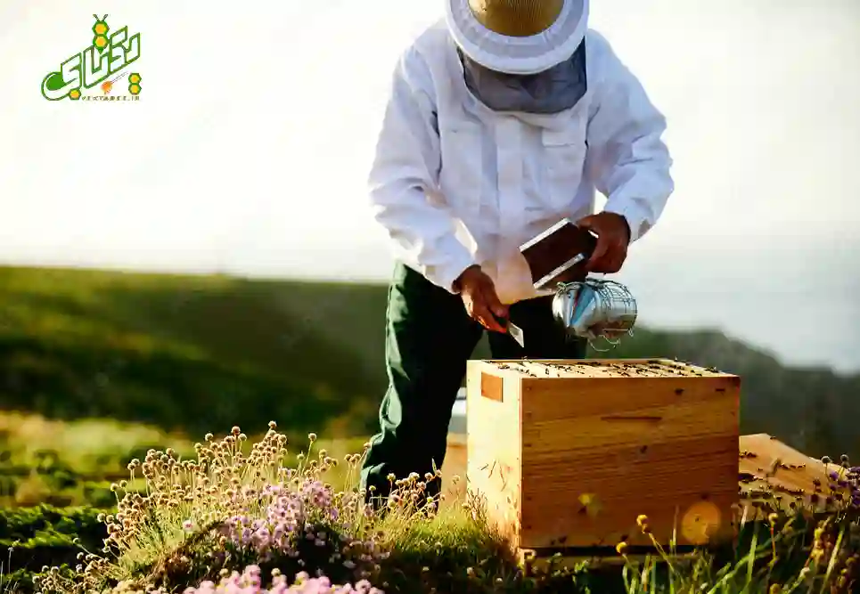 راهنمای کامل خرید کندوی زنبورعسل با ملکه 3 آموزش شروع کار زنبورداری
