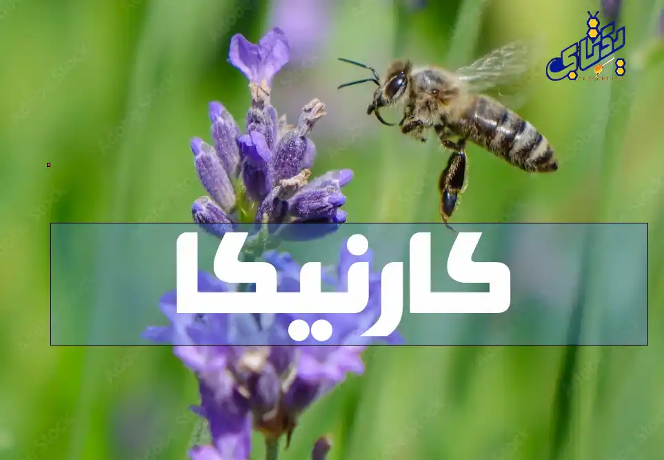 انواع نژاد ملکه کارنیکا و تاریخچه کارنیکای اصل 1 انواع نژاد ملکه کارنیکای اصل