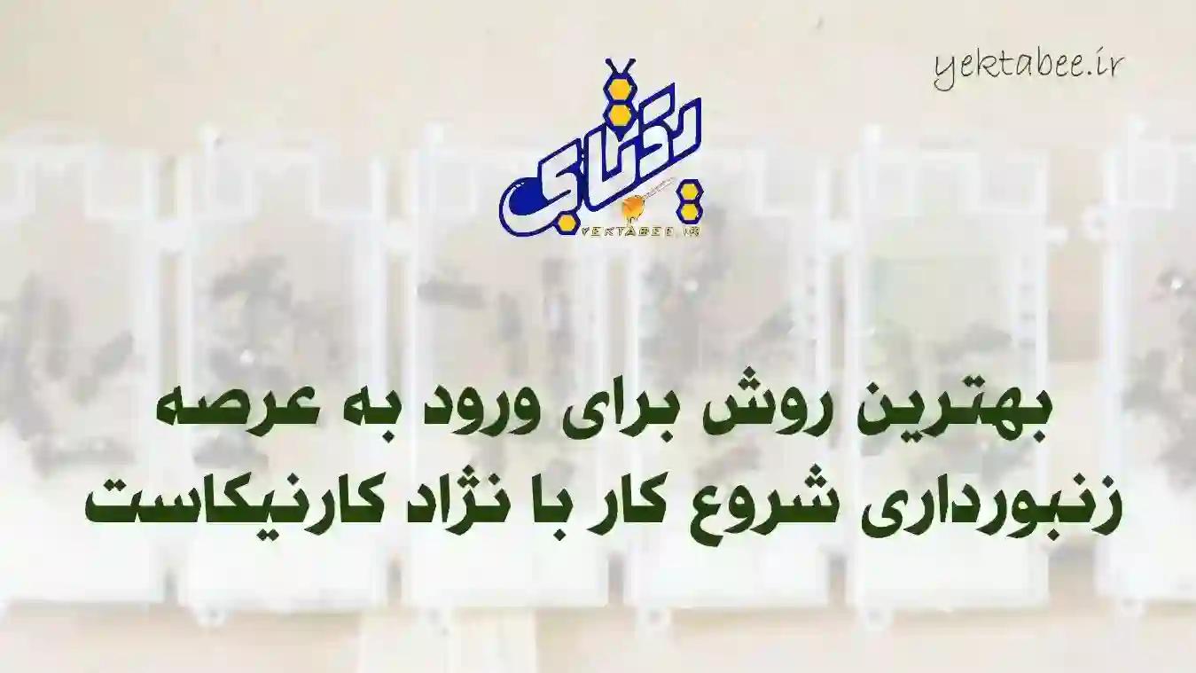 شروع زنبورداری با خرید ملکه کارنیکا اصل 2 خرید ملکه کارنیکا اصل