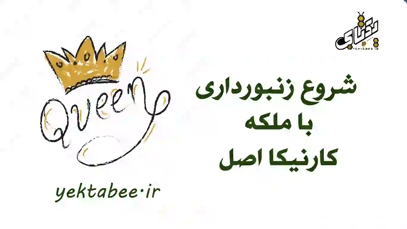 شروع زنبورداری با خرید ملکه کارنیکا اصل 1 زنبورداری با خرید ملکه کارنیکا اصل