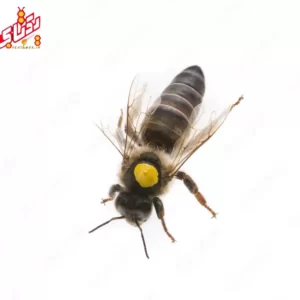 سایت فروش ملکه کارنیکا اصل آلمان
