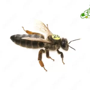 فروش ملکه کارنیکا آلمان