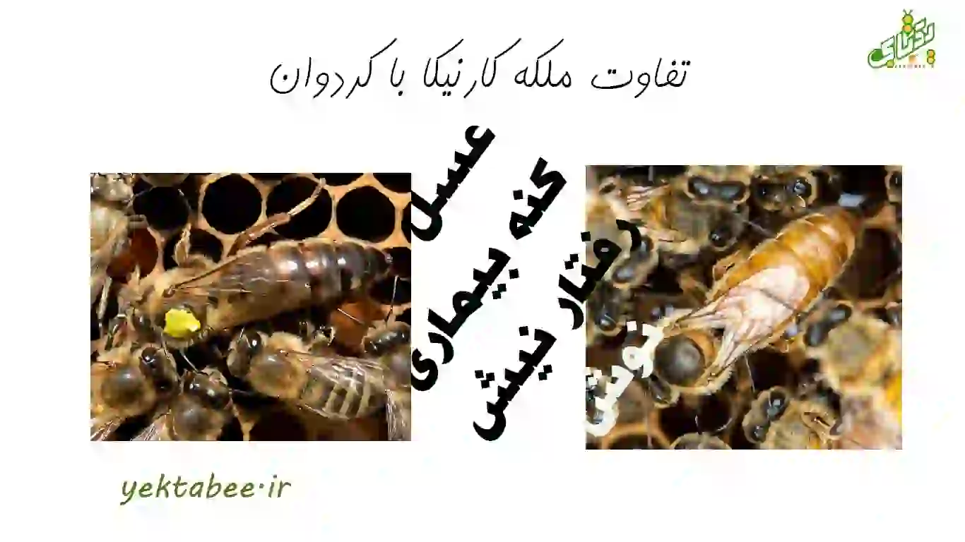 تفاوت ملکه کارنیکا با کردوان 1 تفاوت ملکه کارنیکا با کردوان