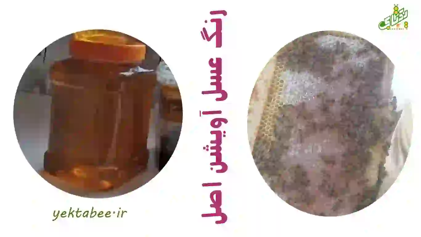 قیمت خرید عسل آویشن اصل از زنبورداری 2 قیمت خرید عسل آویشن اصل از زنبورداری