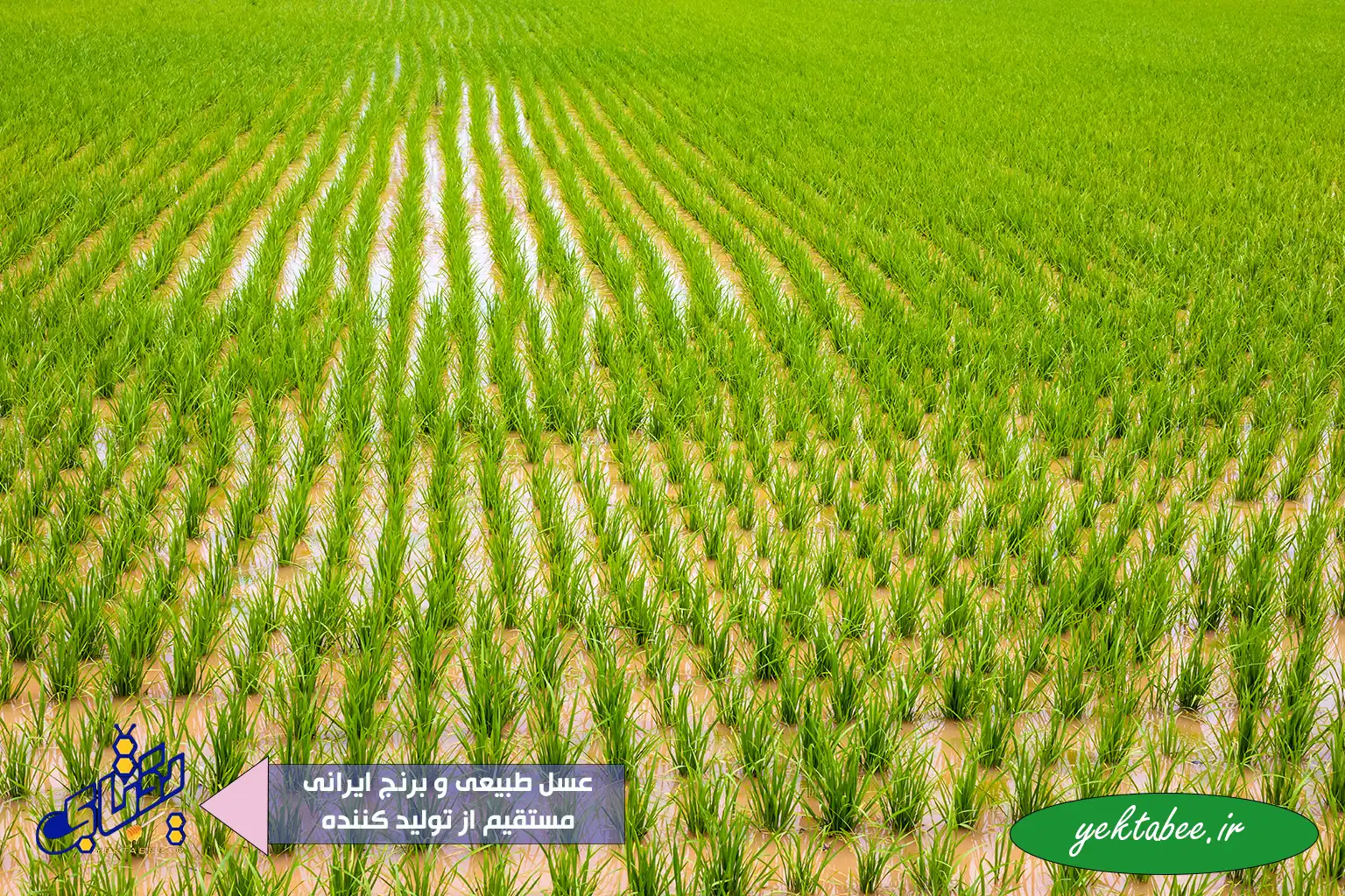 معرفی بهترین برنج ایرانی شمال + قیمت روز 1 معرفی بهترین برنج ایرانی شمال + قیمت روز