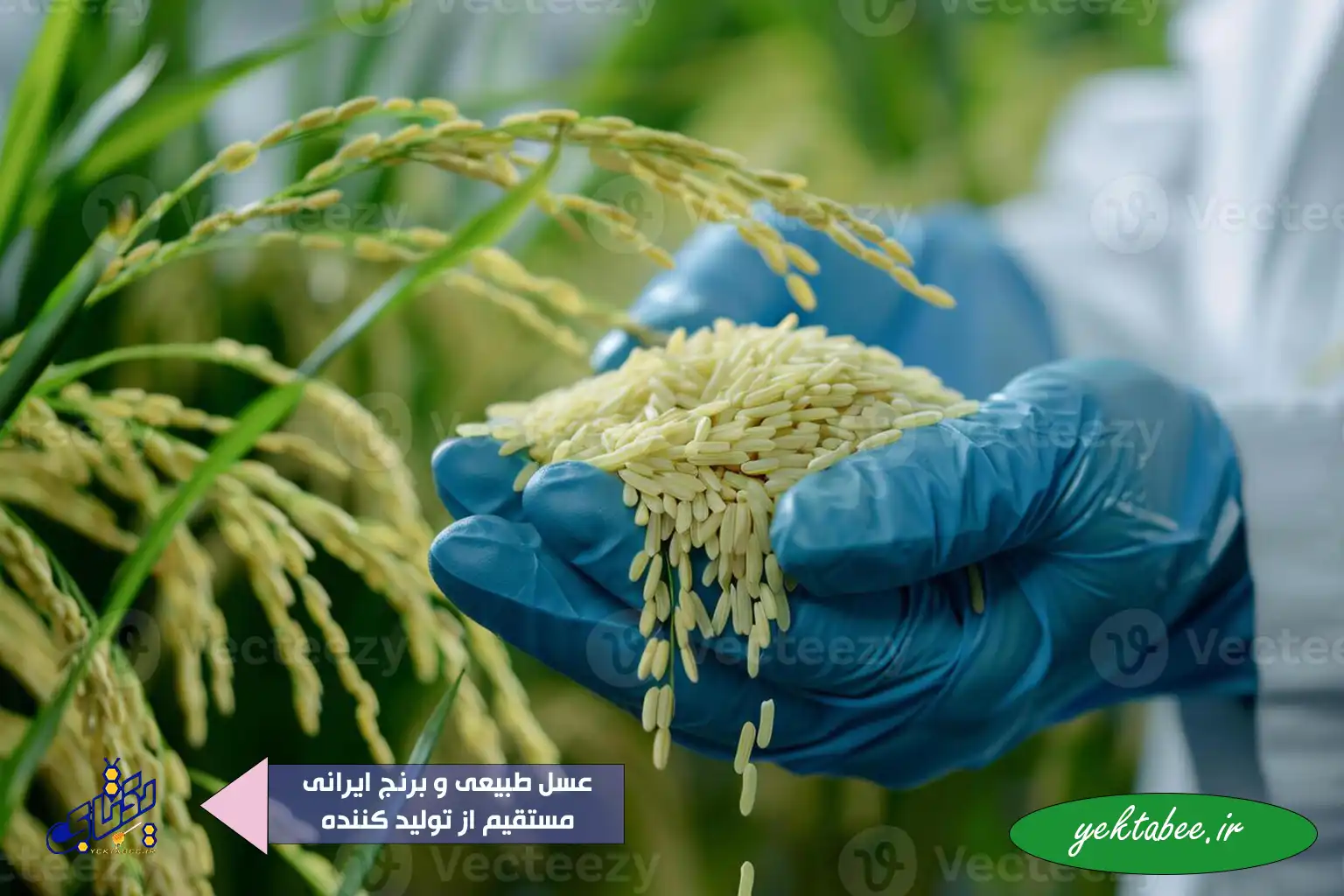 بهترین مارک برنج ایرانی چیست؟ 3 برنج گران ایرانی 1 بهترین مارک برنج ایرانی چیست؟ 3 برنج گران ایرانی