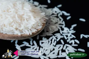برنج هاشمی کشت دوم فریدونکنار +قیمت خرید 4 برنج هاشمی کشت دوم فریدونکنار +قیمت خرید