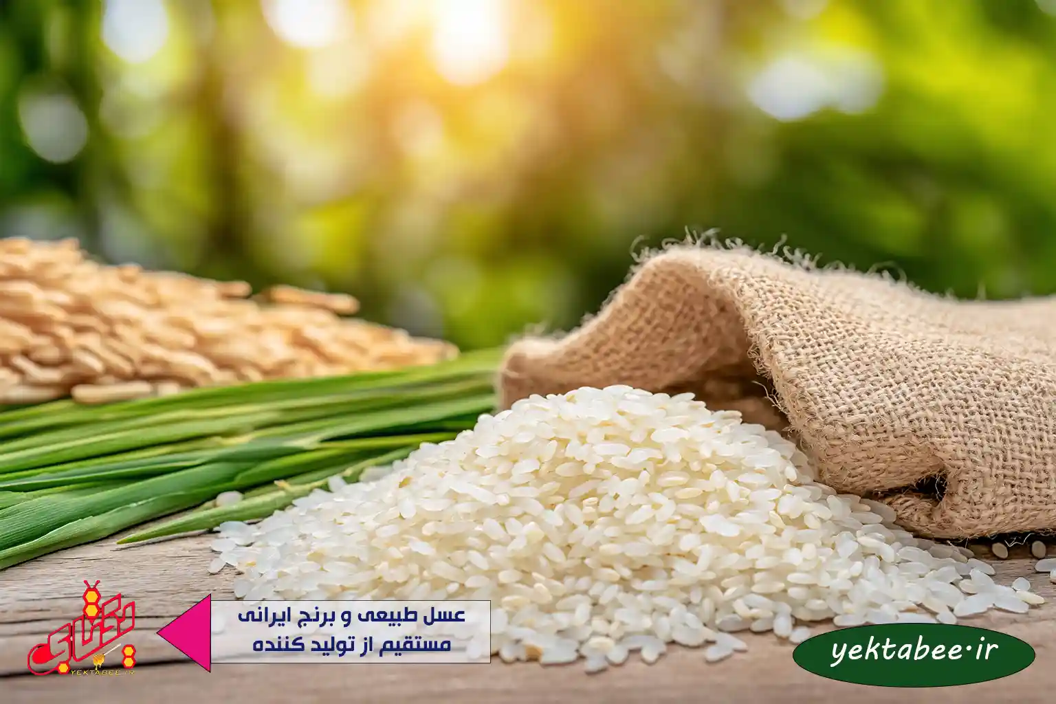7 فرق برنج ندا و فجر و شیرودی – کدام را بخریم؟ 1 7 فرق برنج ندا و فجر و شیرودی – کدام را بخریم؟
