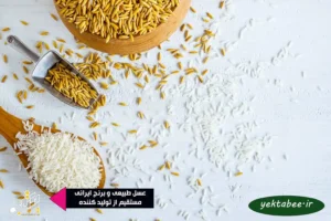 مقایسه انواع برنج گیلان و مازندران + بهترین کدام است؟ 4 مقایسه انواع برنج گیلان و مازندران + معرفی بهترین برنج شمال