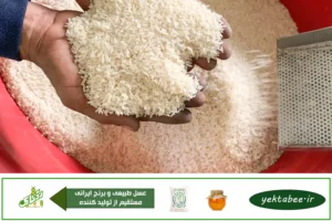 قیمت خرید عمده برنج طارم فریدونکنار 3 قیمت خرید عمده برنج طارم فریدونکنار