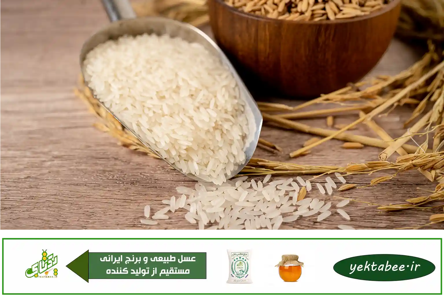 قیمت برنج شیرودی فریدونکنار ← درجه یک 1 قیمت برنج شیرودی فریدونکنار ← درجه یک