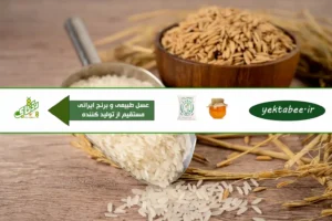 معرفی برنج طارم امراللهی کشت دوم +قیمت روز 3 معرفی برنج طارم امراللهی کشت دوم +قیمت روز